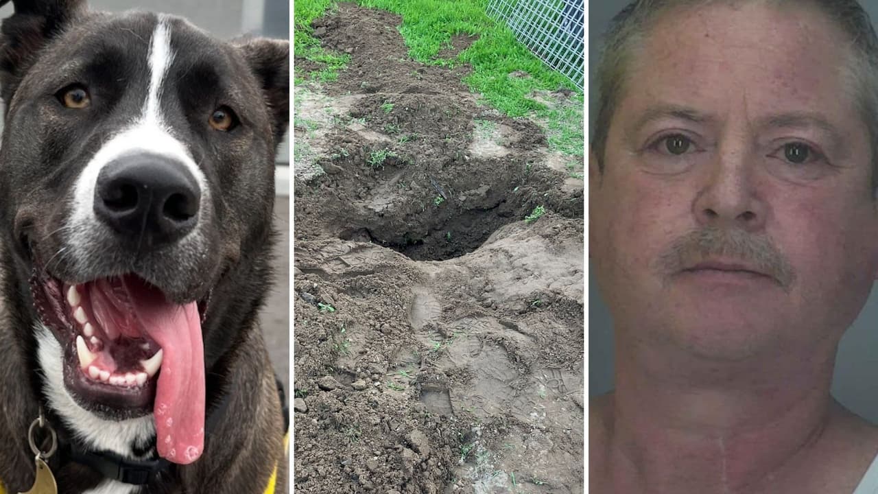 Hombre es acusado de asesinar a tiros al perro de su amigo y obligarlo a enterrarlo a punta de pistola