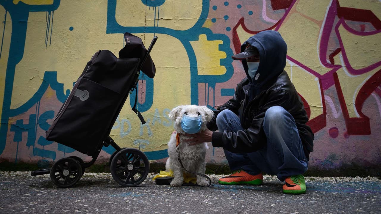 Perro de Chicago da positivo a covid: es el primer caso diagnosticado de Illinois