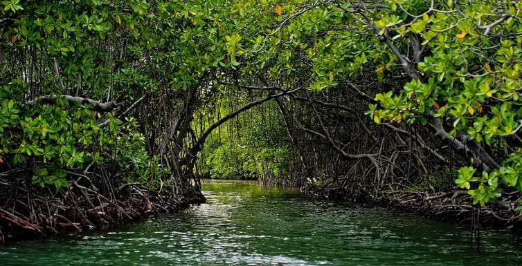 Coastal mangrove forest in Puerto Rico. Mangrove forests provide habitat for many species of fish and shellfish.
