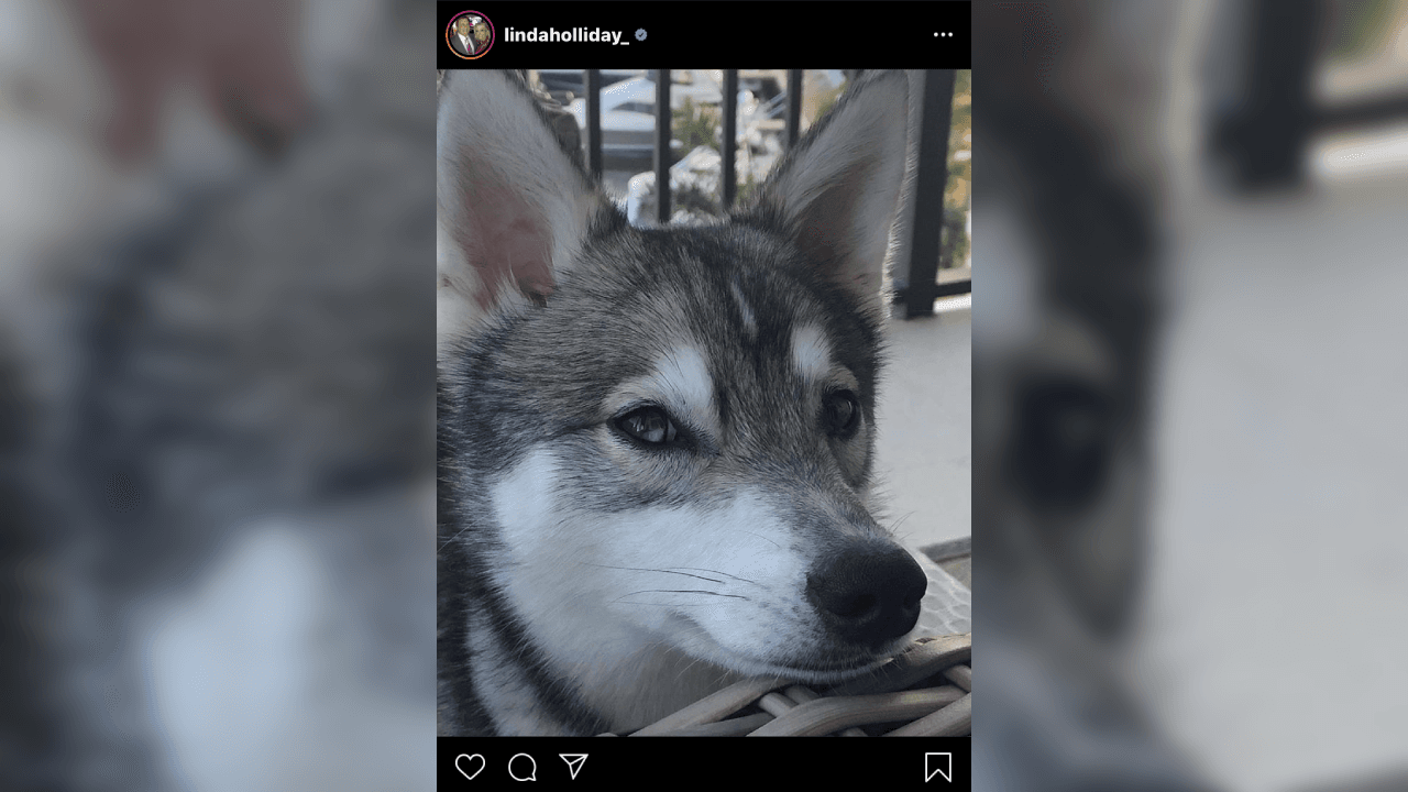 En la cuenta de la red social de Instagram Linda, ha subido fotografías de su amada mascota. ¡Él es Nike!