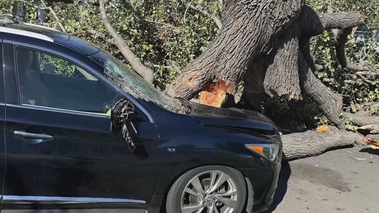 La agente de seguros Alba Ramírez recomienda revisar la póliza del automóvil para confirmar si contempla daños causados por fenómenos naturales, como la caída de un árbol. También aconseja consultar con la aseguradora para conocer las coberturas aplicables y el deducible que tendría que pagar el propietario.
