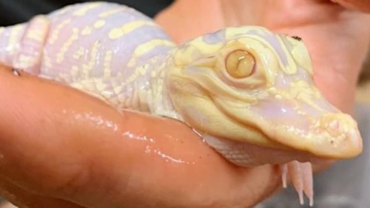 Esta especie requieren cuidados extremos por su piel, ya que son vulnerables a la exposición al sol por su pigmentación.