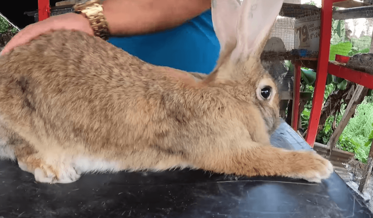 Las conejas pueden parir entre dos a ocho crías y pesan entre 15 a 16 libras. El tamaño es natural.