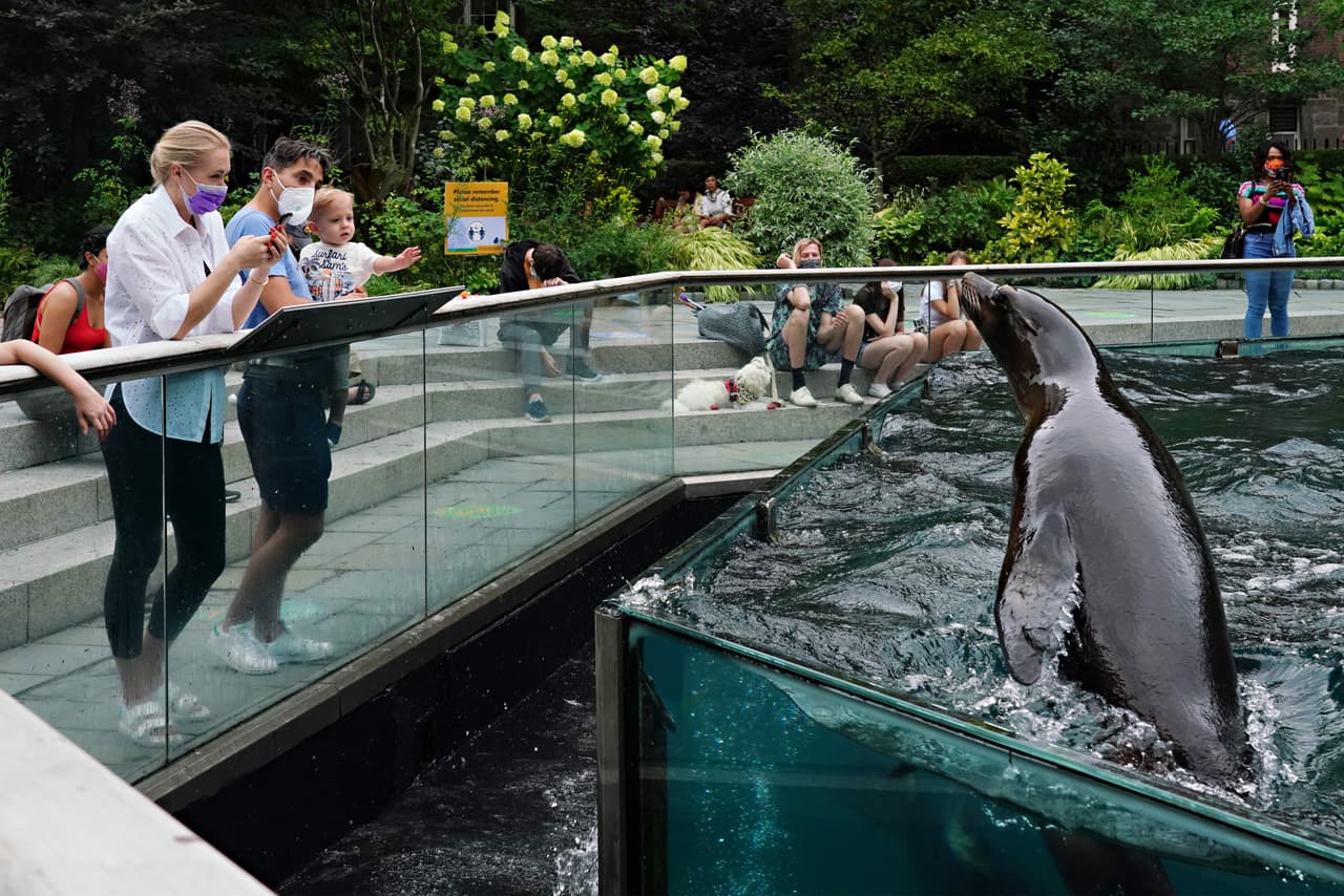 <b>MUSEOS, ZOOLÓGICOS Y ACUARIOS</b>
<br>
<br>
<b>Toque de queda. </b>Todos los espacios de entretenimiento como museos, zoológicos y zonas de juegos infantiles deberán cerrar.
<br>
<br>
<b>Nivel morado.</b> Tienen prohibido recibir visitantes en espacios cerrados, pero todos ellos pueden operar al aire libre.
<br>
<br>
<b>Nivel rojo.</b> Pueden recibir visitantes en lugares cerrados siempre y cuando mantengan su capacidad a un máximo de 25%.