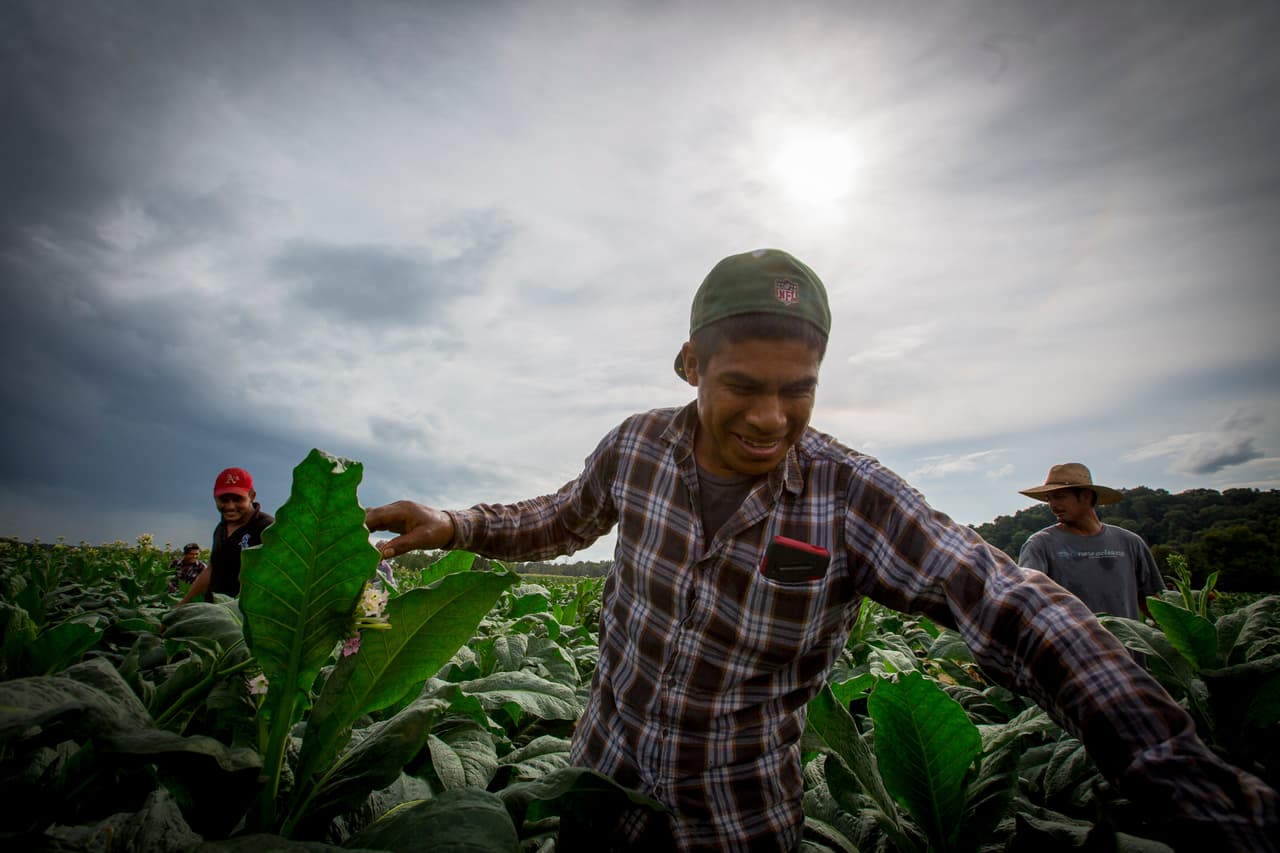 Diego Jacobo Aquino, de 25 años, limpiando las plantas. Hay que arrancarle la flor para que toda la 'fuerza' vaya a las hojas de tabaco. (Nacho Corbella/Univision Noticias)