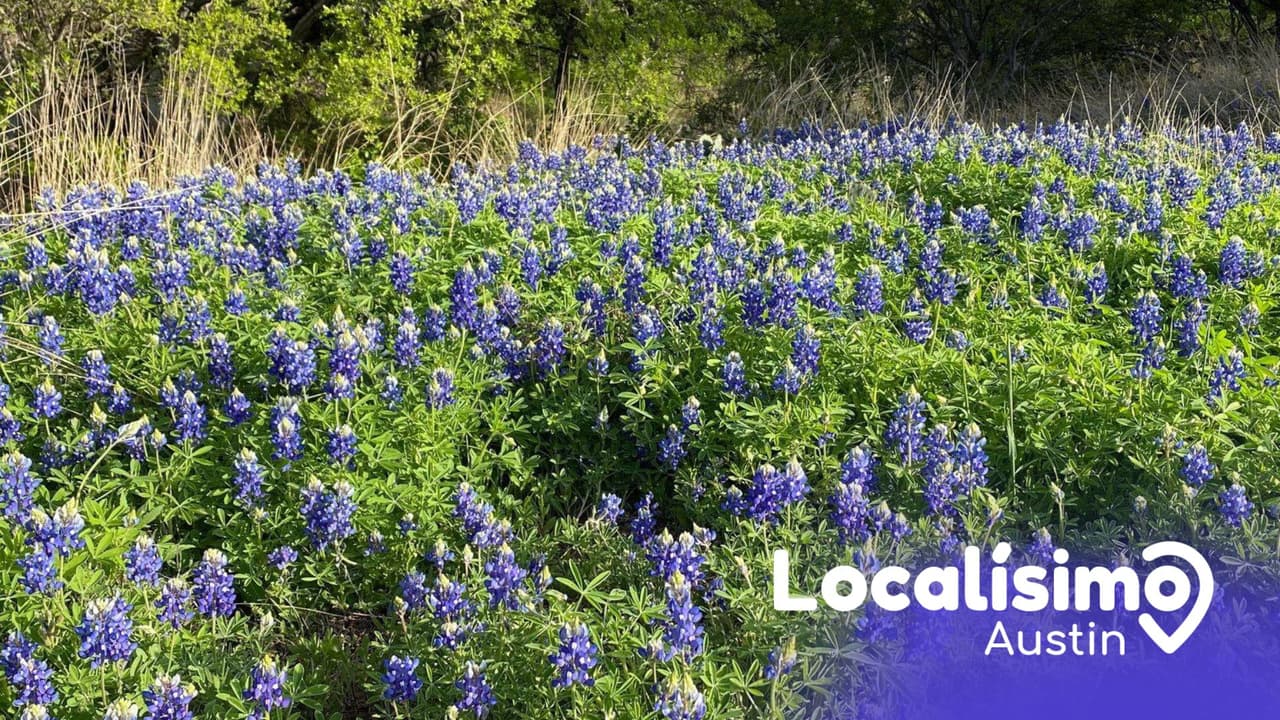 Los 5 lugares para ver florecer las bluebonnets en el Hill Country