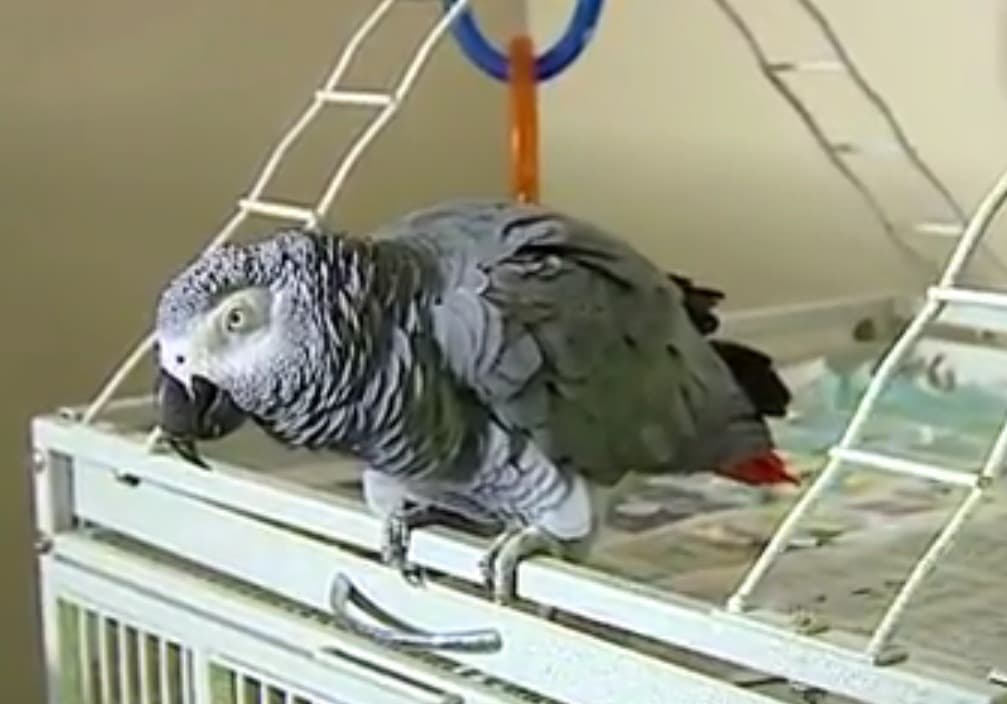 Buscan que testimonio de un perico sea escuchado en corte en Michigan
