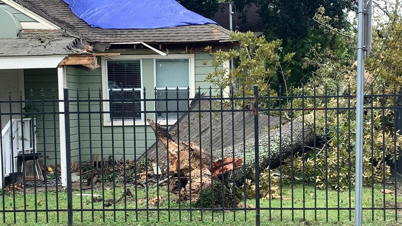 Los árboles fueron arrancados desde su raíz por los poderosos vientos del
<a href="https://www.univision.com/local/houston-kxln/reportalo-houston-huracan-nicholas-fotos">huracán Nicholas. </a>