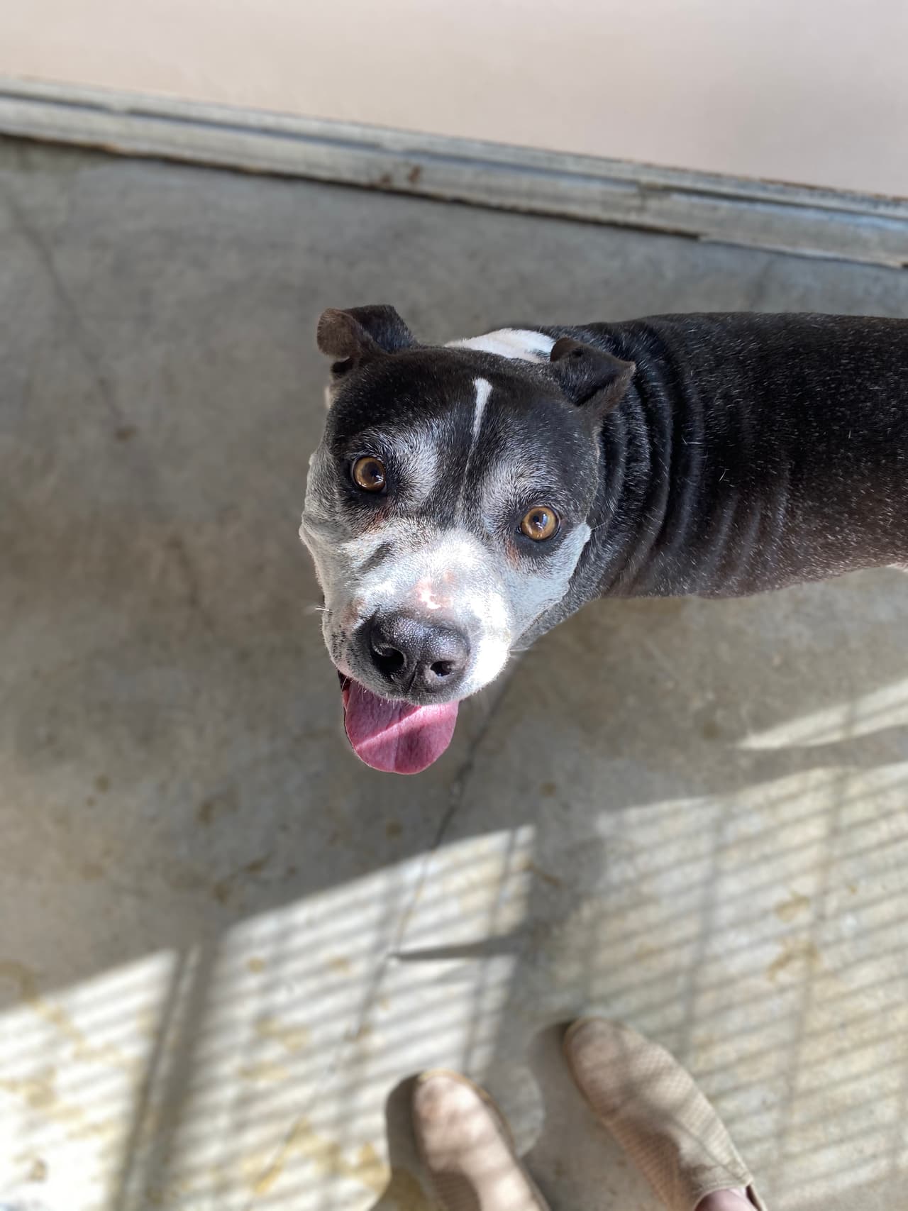 La organización Pet Alliance los trajo a dos refugios en Orlando y Sanford.