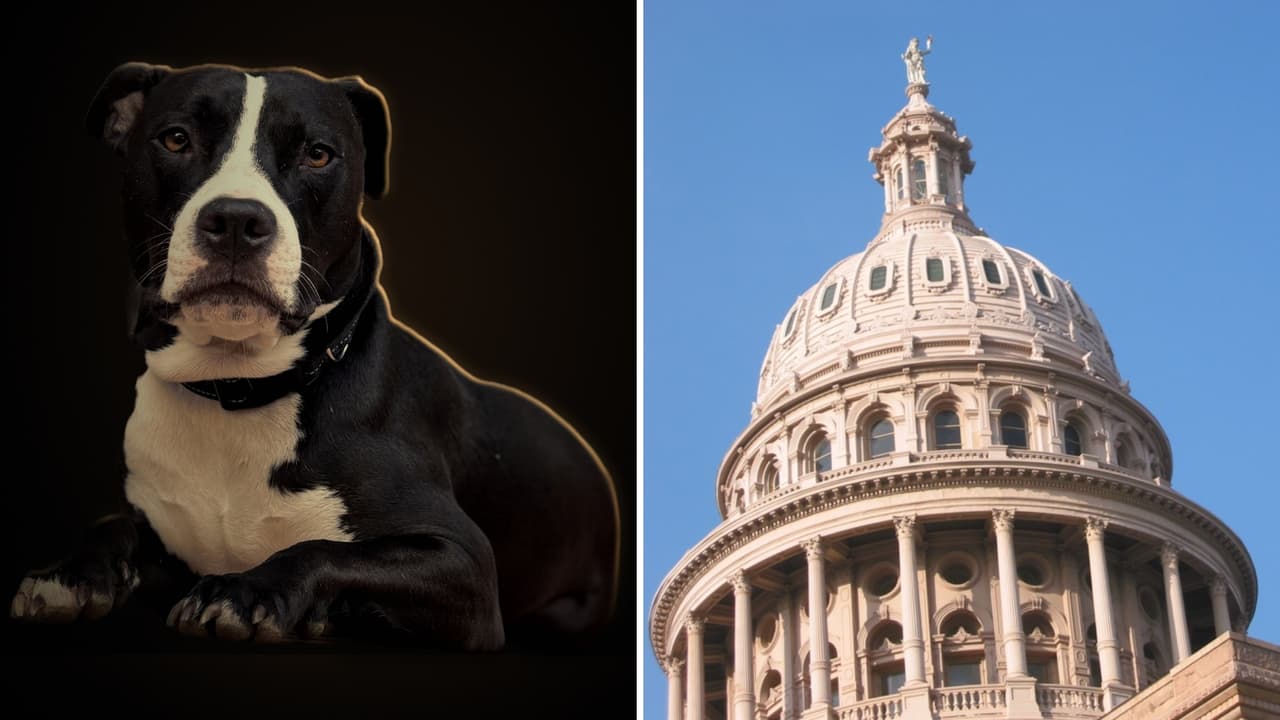 Milo, el perro que “busca” llegar al Senado de Texas: su campaña tiene una peculiar promesa