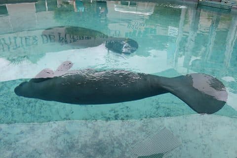 La liberación de los mamíferos hacia un área protegida en la playa Punta Salinas será el 13 de julio de 2016.
