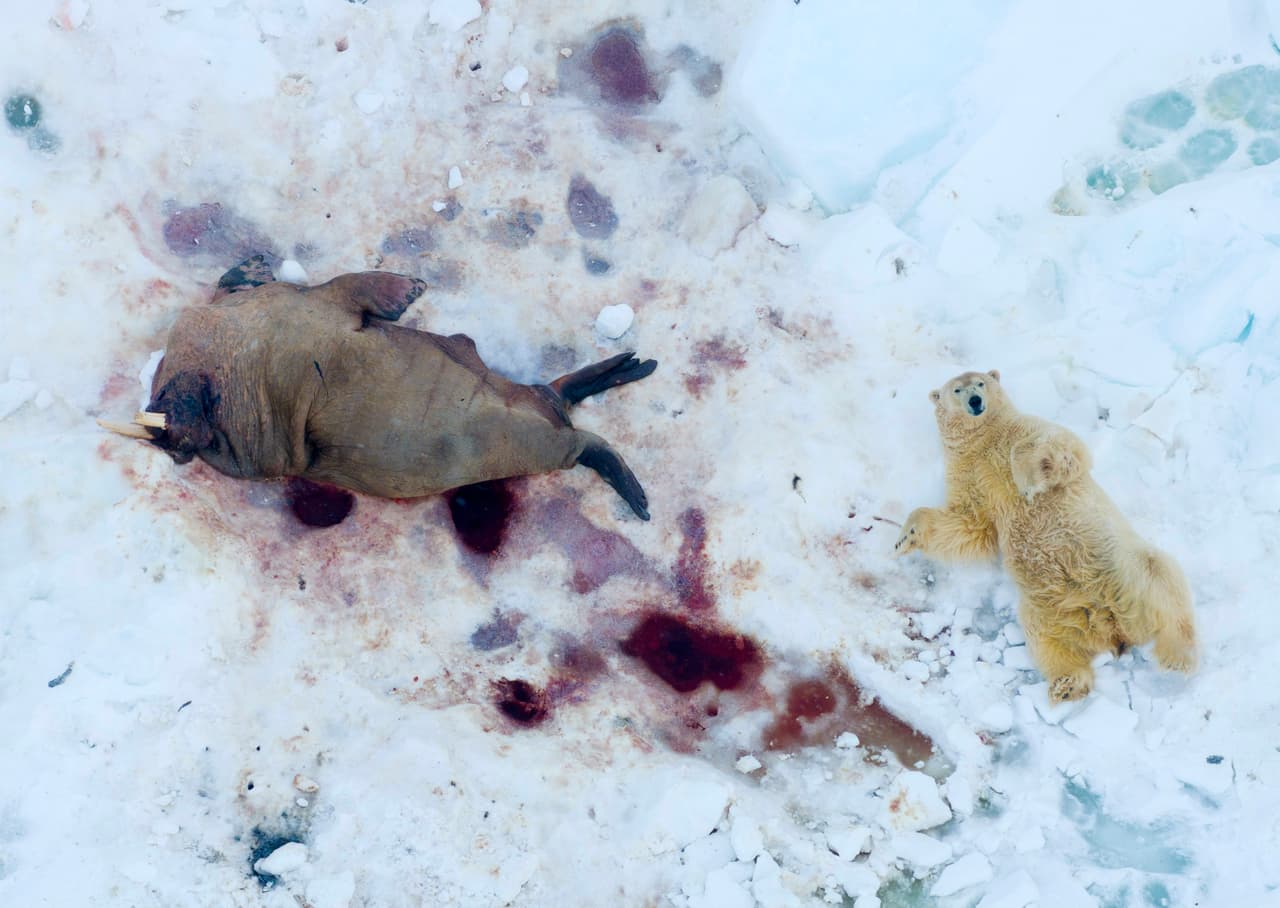 Un oso polar en Svalbard, Noruega, después de alimentarse de un cadáver de morsa. Gracias a un dron con lente telefoto, esta escena rara pudo capturarse sin perturbar al animal.