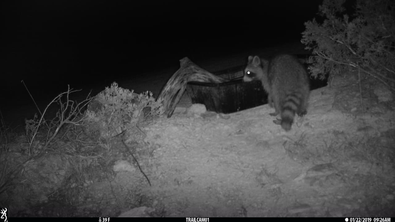Mapaches aprovechan para jugar dentro del agua que es refrescada por las temperaturas que bajan durante la madrugada.