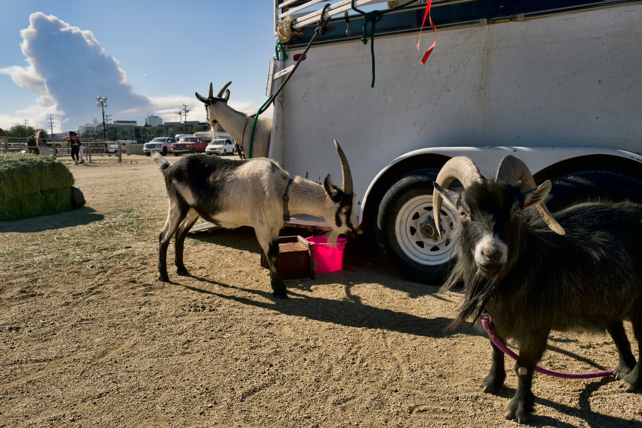 Hasta los animales se unen para detener los incendios en California: Cabras ayudan a salvar la biblioteca Reagan