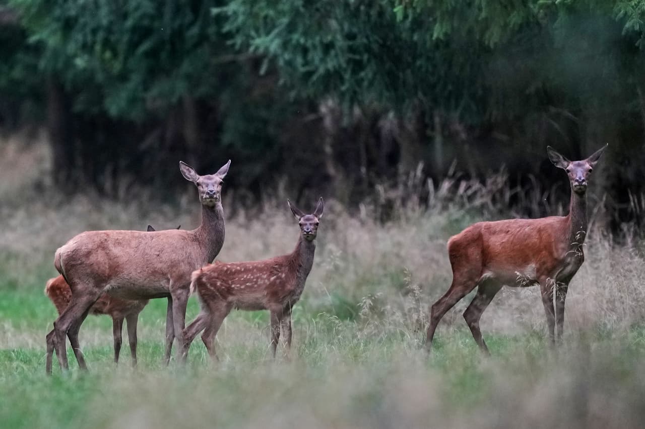 Los 2,000 ciervos que tienen los días contados en medio de una polémica medida buscan proteger un ecosistema de una catástrofe ambiental