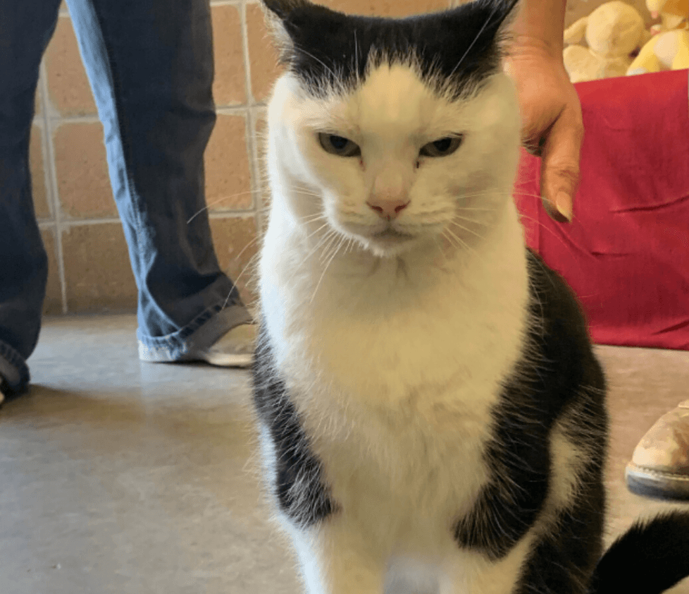 Aseguran que a Perdita le encanta acechar rincones oscuros y se cree la reina de su domicilio