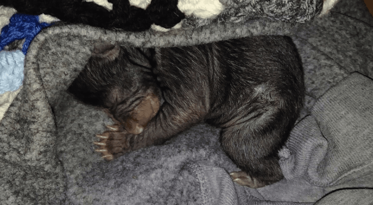 Cornelius Williams encontró los osos en la entrada de su casa