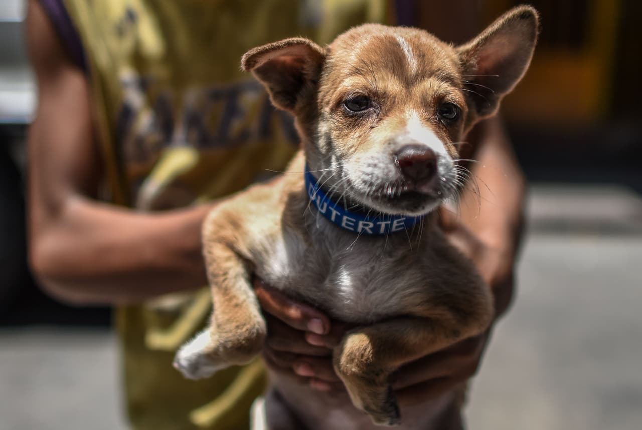 Niño de siete años baña perros para pagarse la carrera que quiere estudiar: veterinario