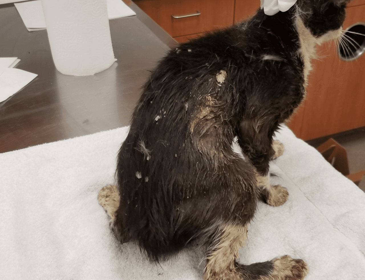 Los gatos presentaban síntomas de estar sin comida ni hidratación dentro del camión que no tenía ventilación, según pudo constatar el departamento de control de animales de la ciudad.