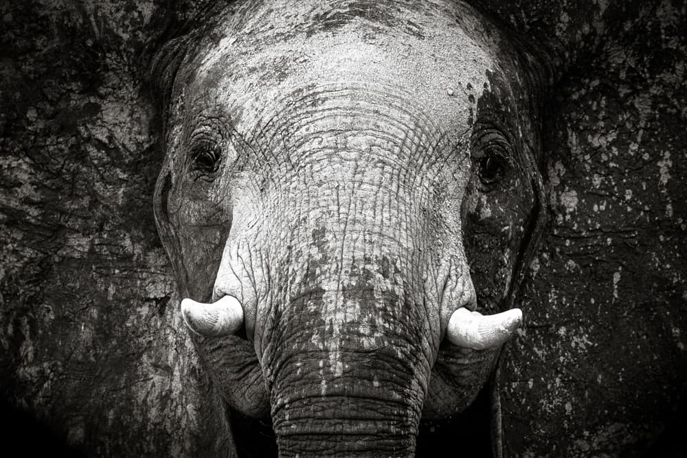 La población de elefantes ha sido devastada mucho más de lo que estimaban previamente y apenas
<b>sobreviven un total de 352,271 de estos animales</b> en el continente africano. Según esas estadísticas,
<b>cada día mueren en promedio unos 96 elefantes en África. </b>