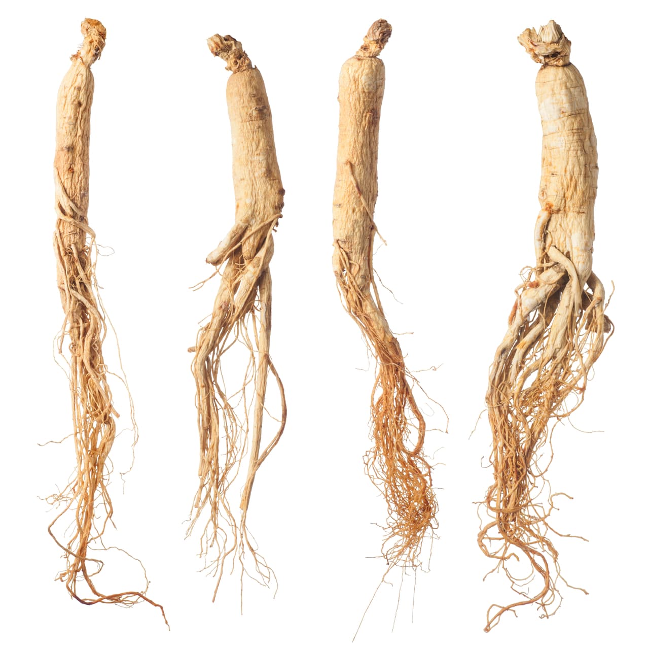Sin embargo, el ginseng no se recomienda en personas hipertensas o particularmente nerviosas.
<br>
