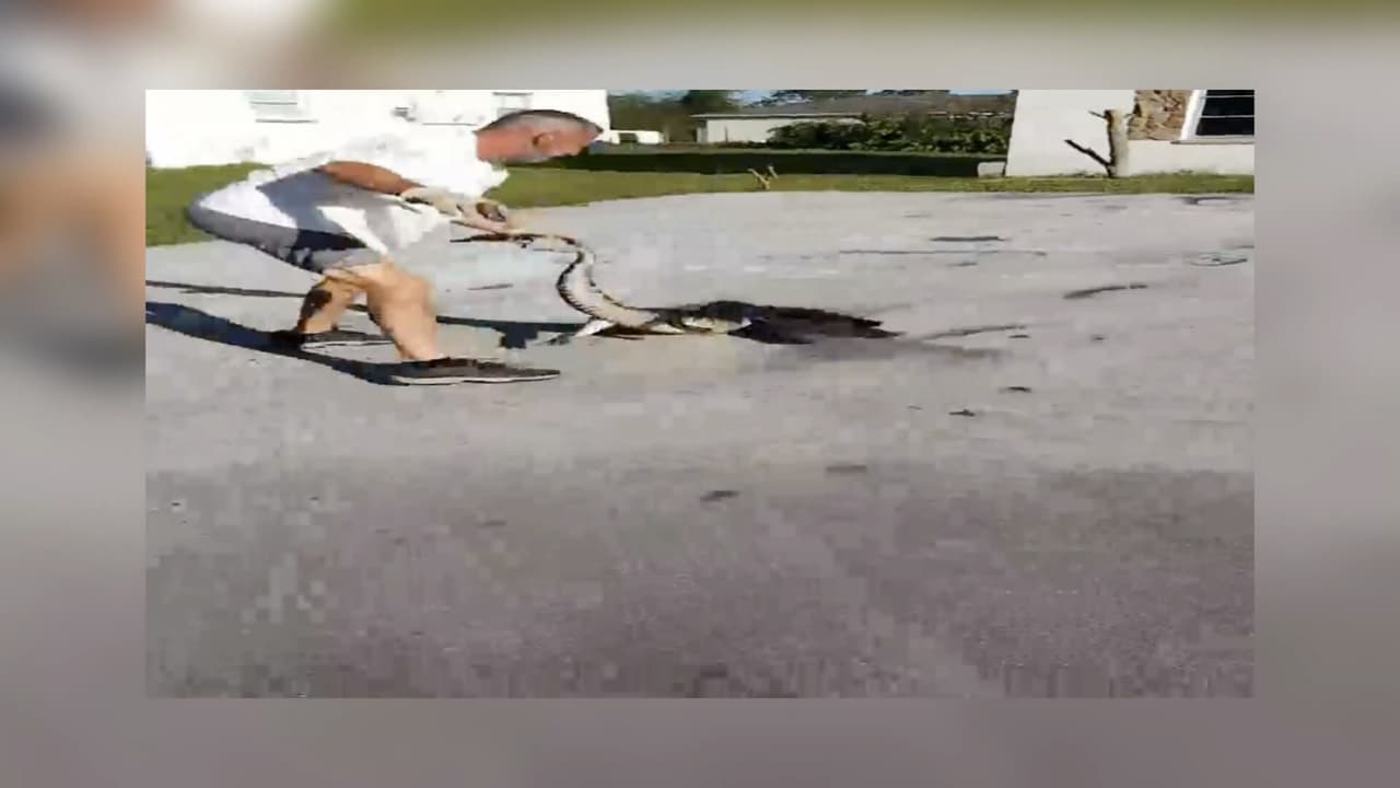 Pero el cocodrilo fue mas rápido que el buen samaritano y el reptil le mordió el brazo.
<br>