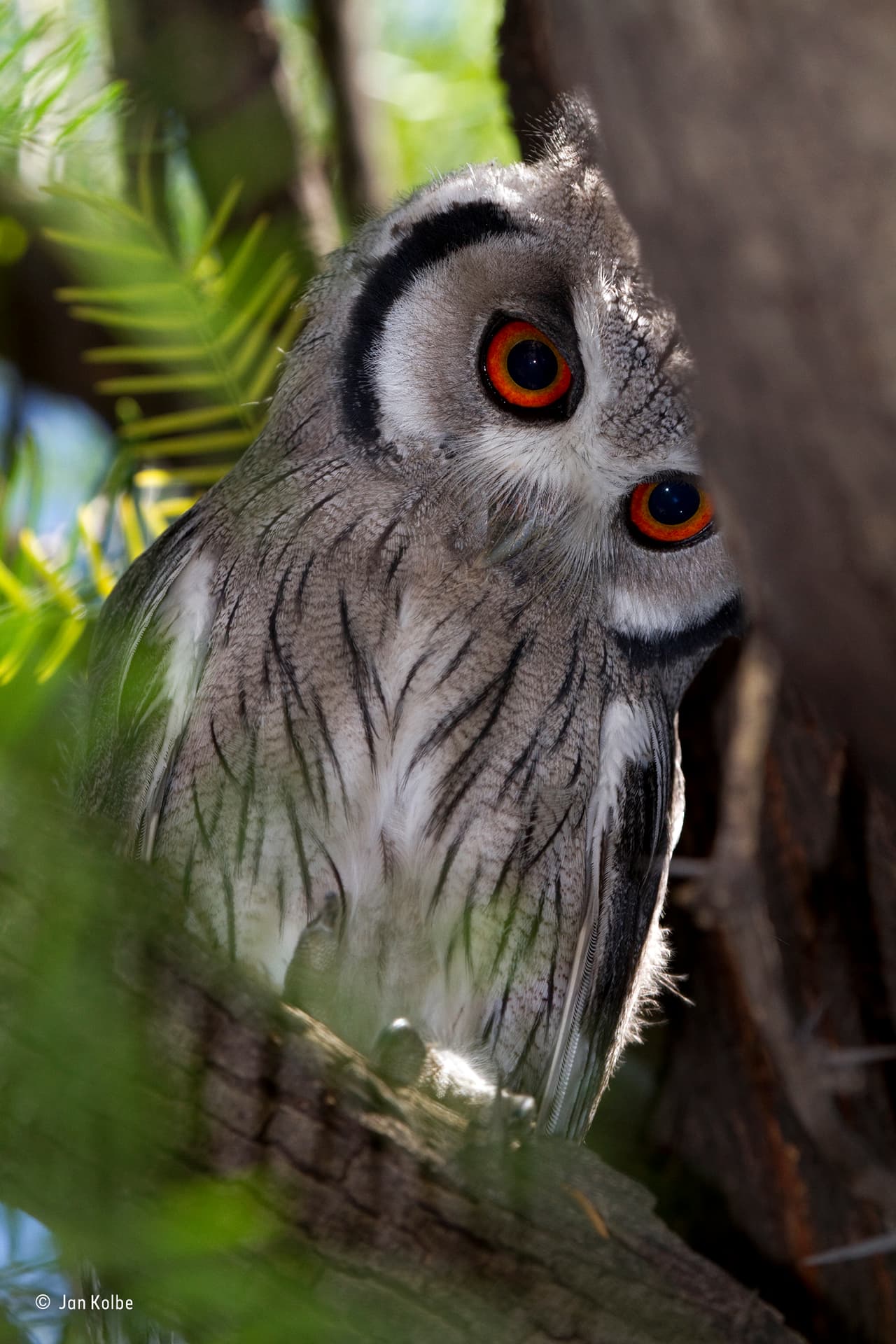 Una pequeña lechuza blanca observa a su alrededor desde un árbol en Kgalagadi Transfrontier Park, Sudáfrica. Estos búhos generalmente ponen sus huevos en los nidos viejos de otras aves. El autor Jan Kolbe fue capaz de capturar cuando el animal lo miraba.
<br>
<b>Fotografía: Jan Kolbe / Museo de Historia Natural</b>