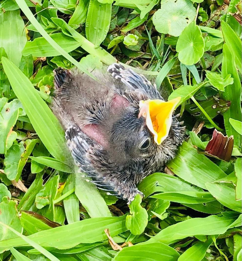 Al lugar llegó el oficial Christie, quien tomó el ave, la levantó y rescató.
<br>