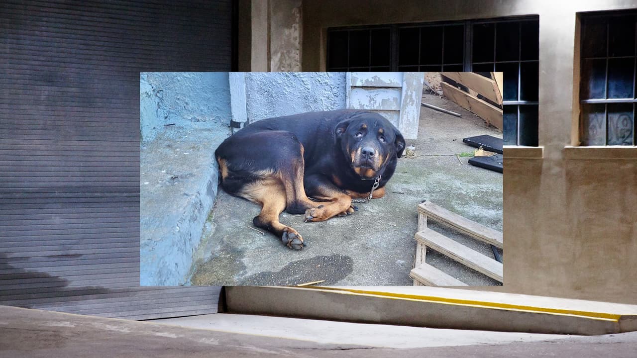VIDEO: una perrita es rescatada tras ser abandonada bajo gélidas temperaturas en NJ