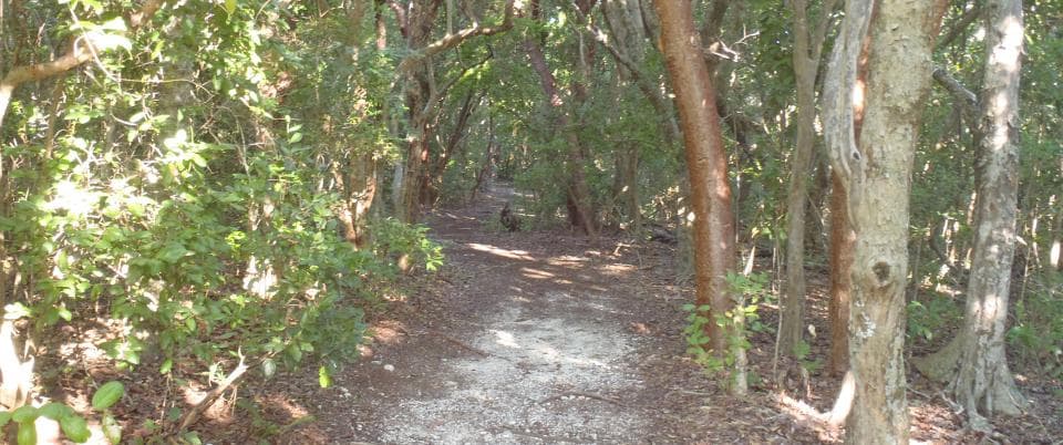 Lignumvitae Key Botanical State Park