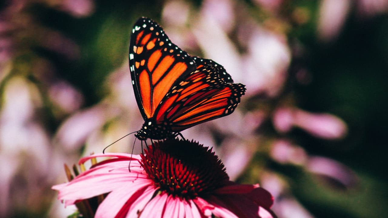 Honra y celebra los viajes migratorios de las mariposas monarcas este sábado 17 de agosto. El
<a href="https://www.eventbrite.com/e/monarchs-me-festival-celebration-tickets-67775266647?aff=ebdssbcitybrowse&fbclid=IwAR0-UM2_utnF44AkTTrtCSQX6RByzg8VxUbR4mCOYSRNZyjime6FXu4TJwg"><u>festival de las Monarcas</u></a> tendrá música, comida y juegos, pero la mejor parte de todo es que el evento es gratis.