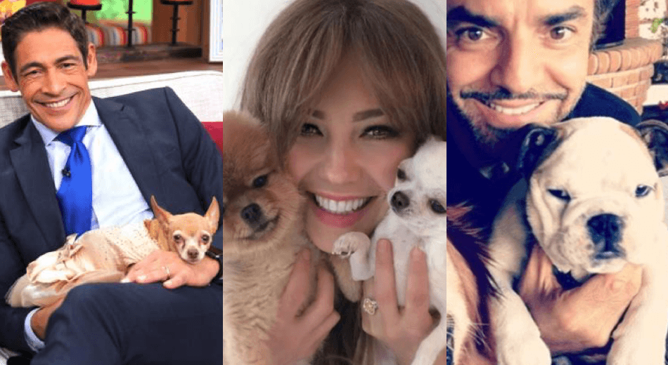 Mira la desgarradora súplica de Yadhira Carrillo luego de que atropellaron a su perrita