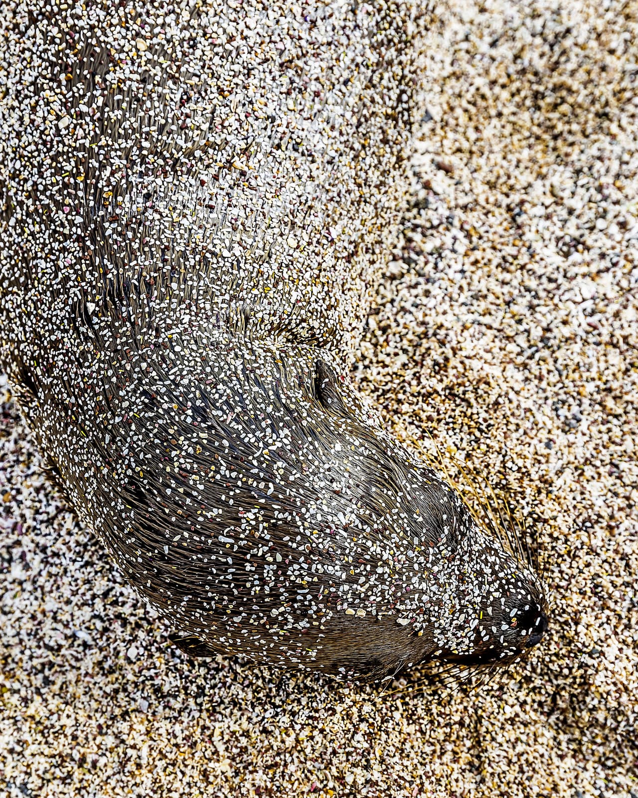 <b>‘Espera’</b>
<br>
<br>‘Una cría de lobo marino esperando a su madre en la playa de Isla San Cristóbal, Galápagos, Ecuador’, explicó el autor de esta imagen. Recibió la mención de honor de la categoría ‘vida salvaje’
<br>