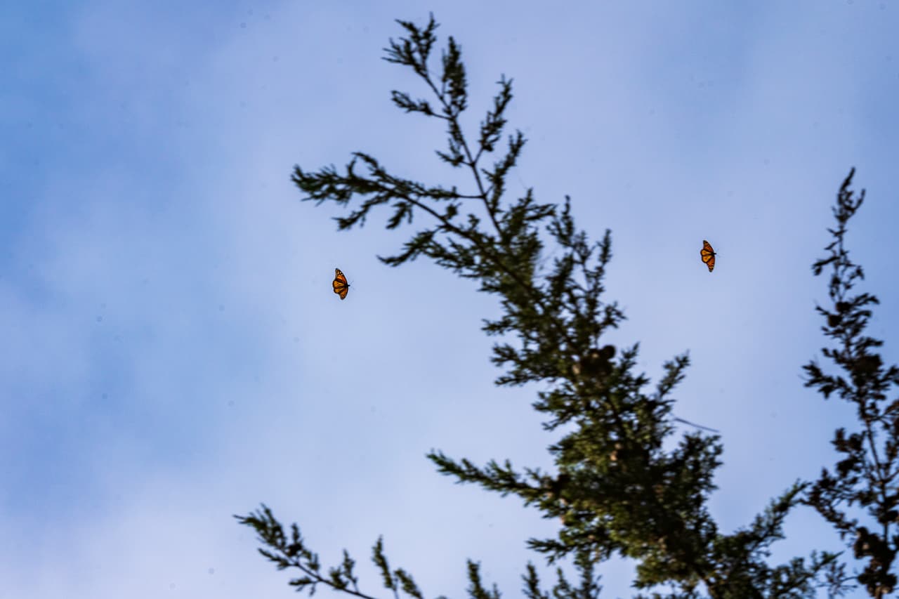 Las mariposas monarca occidentales se dirigen hacia el sur desde el noroeste del Pacífico hasta California cada invierno, regresando a los mismos lugares e incluso a los mismos árboles, donde se agrupan para mantenerse calientes. Las monarcas generalmente llegan a California a principios de noviembre y se extienden por toda la región una vez que llega un clima más cálido en marzo.