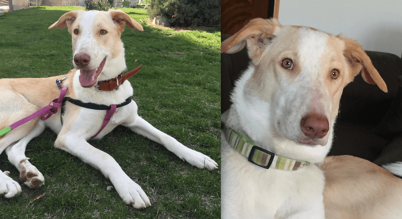 Lo adoptaron y luego lo perdieron: organización en Arizona pide ayuda para encontrar al perro Whitey