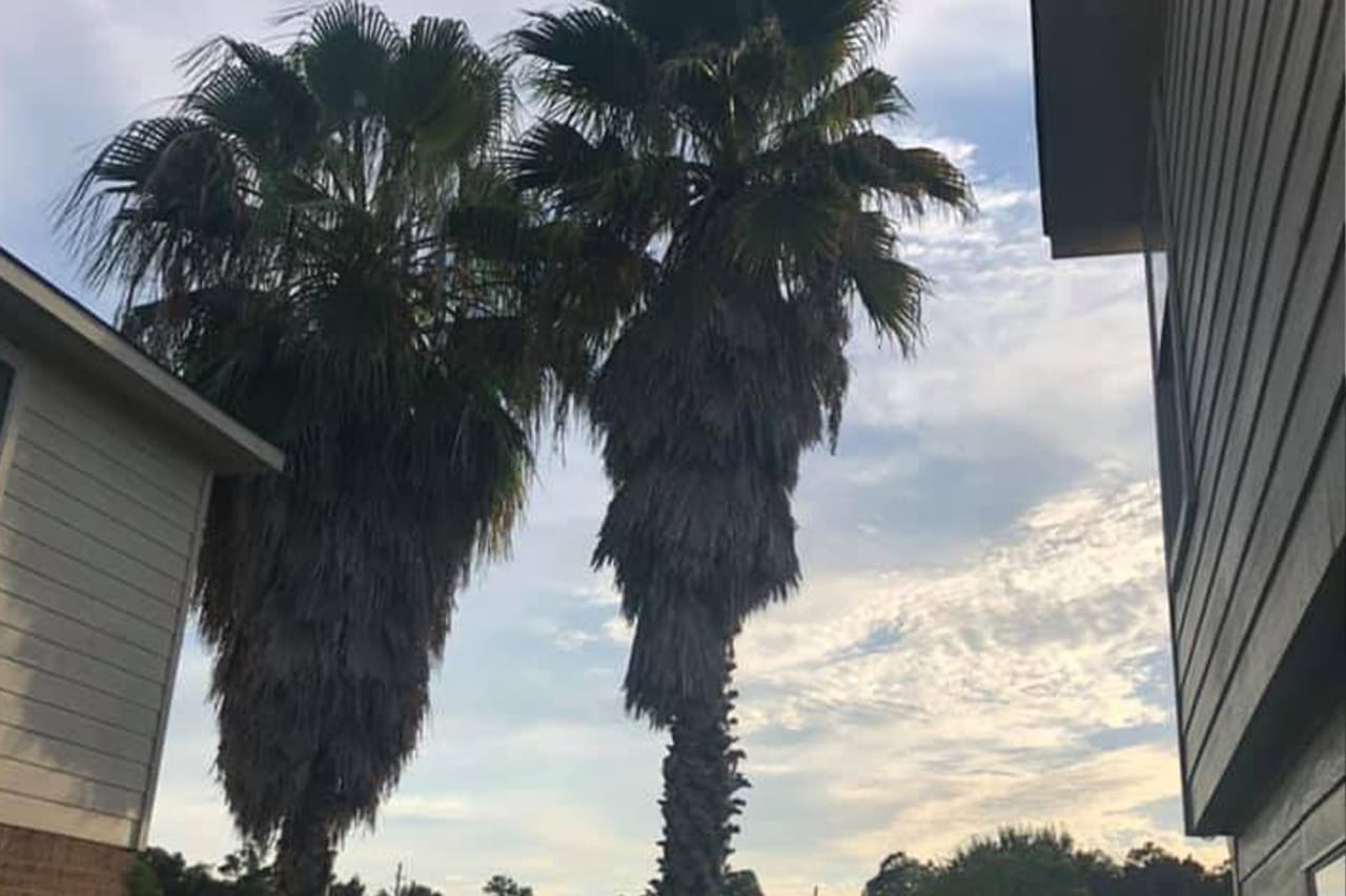 "Así está en Humble, Texas": Francisca Sánchez