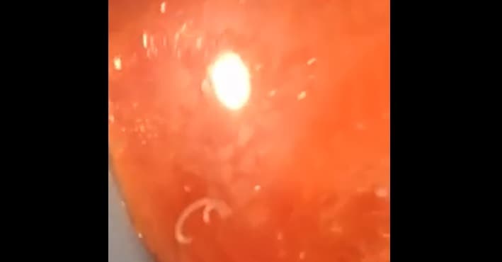 Pareja asqueada por criaturas en su salmón