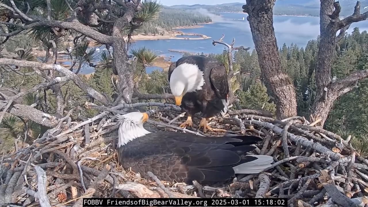 En la madrugada del martes, el
<a href="https://www.univision.com/local/los-angeles-kmex/jackie-shadow-dan-bienvenida-aguiluchos-big-bear-primeros-tres-anios">segundo aguilucho finalmente salió de su cascarón</a>. Al notar su llegada, Jackie lanzó un llamado a la distancia, convocando a Shadow para dar la bienvenida al recién nacido.