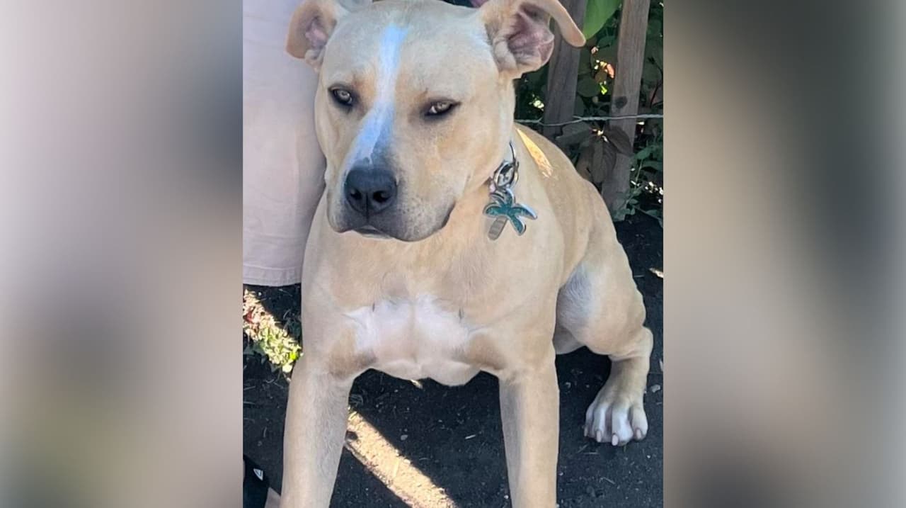 Esta foto enviada por Juan Contreras nos muestra a Prince, un perrito que se se ve muy consentido.