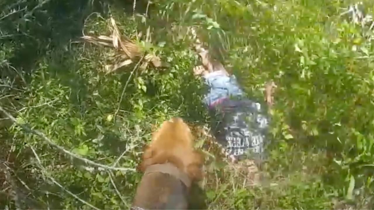 Perro policía halla a mujer con demencia desaparecida en el condado Hillsborough