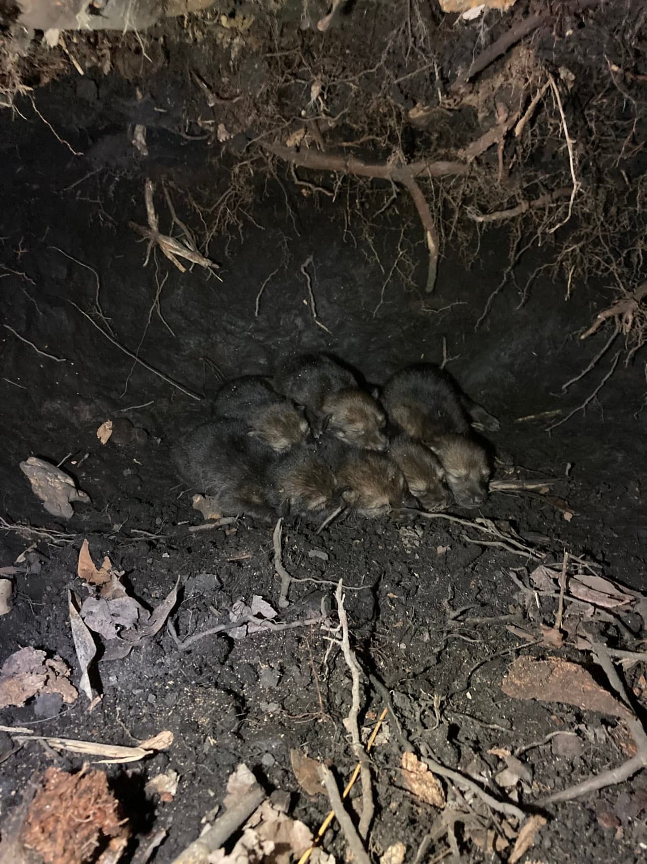 "Cada generación produce una nueva esperanza para el lobo rojo... ¡Un motivo de alegría y celebración!", compartió el Red Wolf Recovery Program
<i> </i>en
<a href="https://www.facebook.com/permalink.php?story_fbid=5128068797256928&id=149594435104414" target="_blank">Facebook.</a>