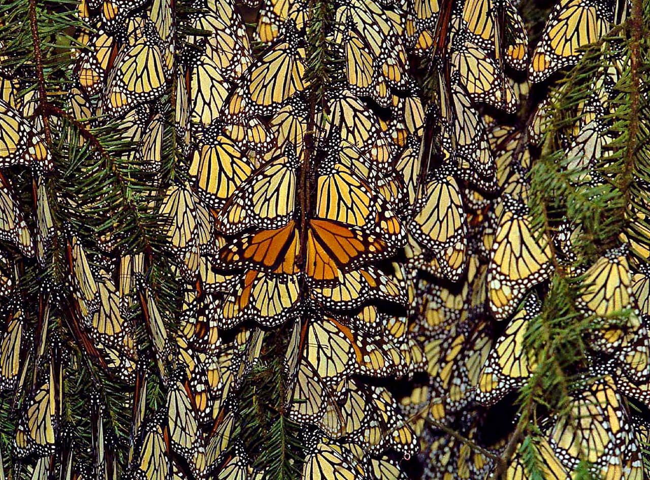 <b>Santa Cruz</b>
<br>La única Reserva Monarca designada del estado de California se encuentra dentro de la playa estatal Natural Bridges en Santa Cruz. Puedes dar un paseo por un paseo marítimo hasta una plataforma de observación debajo de eucaliptos. El año pasado, llegaron unas 8.000 mariposas en invierno. Los días cálidos y soleados son el mejor momento para visitar porque es cuando las mariposas están más activas.
<br>