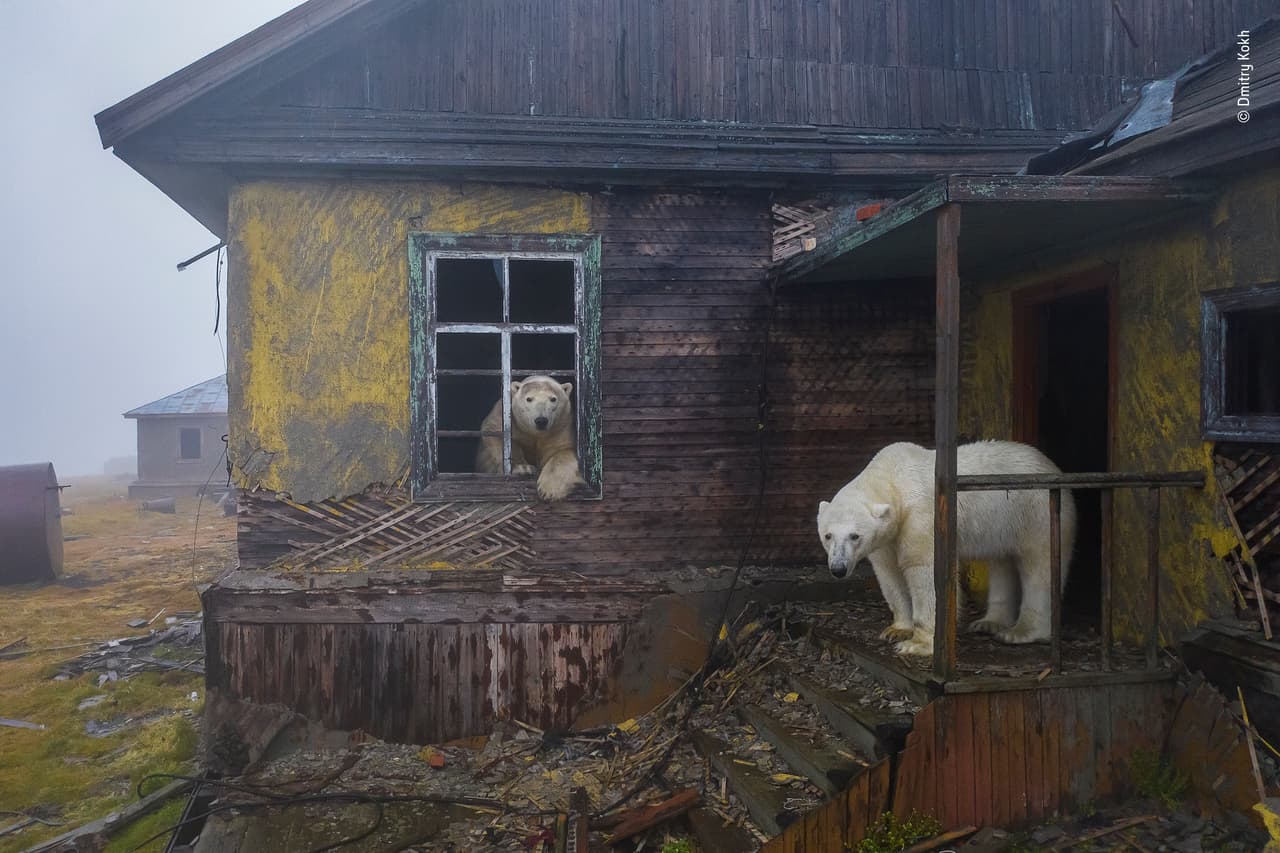 <b>La casa de los osos</b> de Dmitry Kokh, Rusia.
<br>
<i>Ganador categoría vida silvestre urbana.</i>
<br>
<br>Dmitry Kokh presenta esta inquietante escena de osos polares envueltos en una casa abandonada en el asentamiento de Kolyuchin, Rusia. Cuando buscaba refugio de una tormenta, Kokh vio a los osos polares vagando entre los edificios. Mientras exploraban cada ventana y puerta, usó un dron de bajo ruido para tomar
<b>la foto que evoca un futuro postapocalíptico</b>.
<br>
<br>En la región del mar de Chukchi, los osos normalmente solitarios suelen migrar más al norte en el verano, siguiendo la retirada del hielo marino del que dependen para cazar focas, su alimento principal. Si el hielo suelto permanece cerca de la costa de esta isla rocosa, los osos a veces investigan.
<br>
<br>Ubicación: Isla Kolyuchin, Chukotka, Rusia