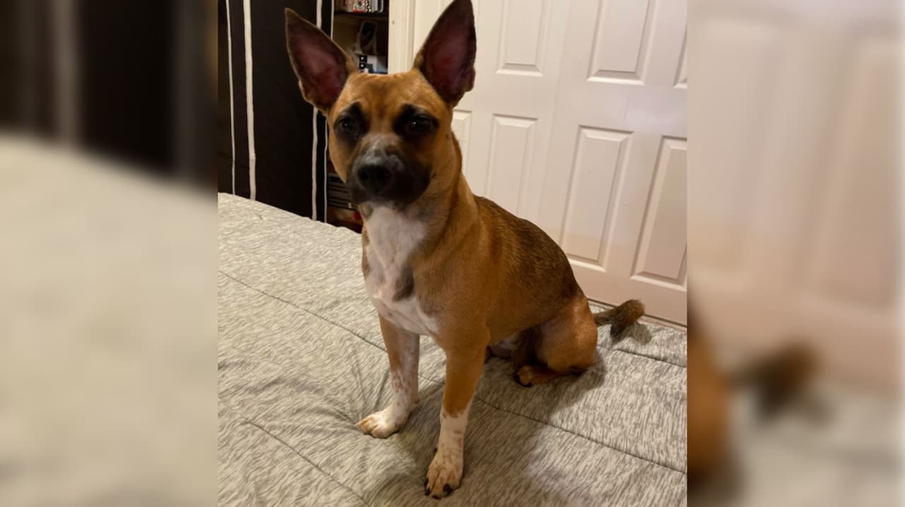 Iris López comparte la foto de su mascota, que para ella es"la primera personita" que le dice buenos días cada mañana.