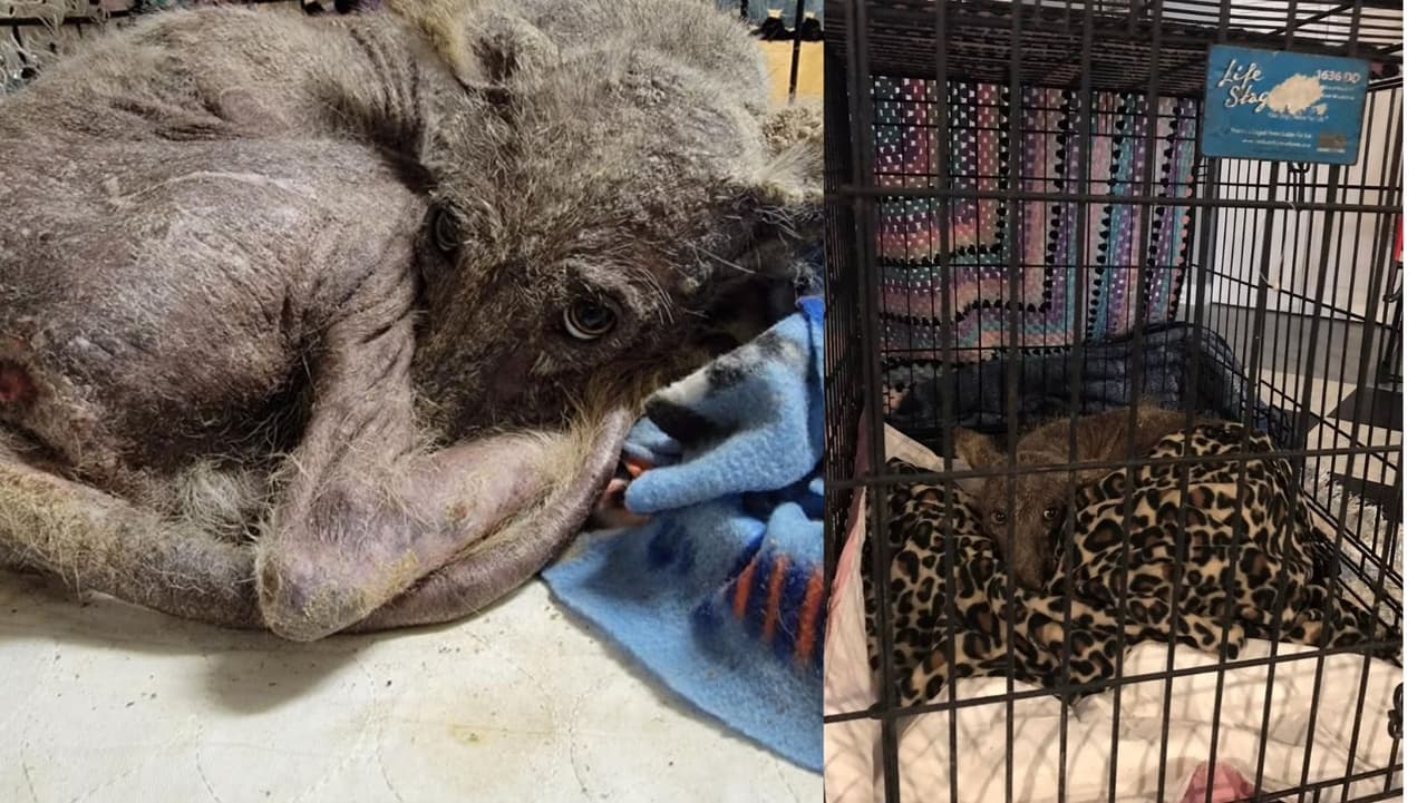 Misterio sin resolver: qué es el animal 'frío y temblando' rescatado por mujer de Pensilvania