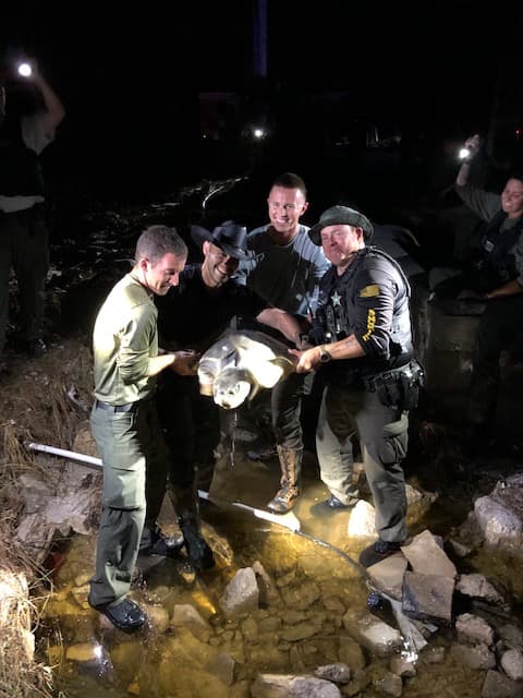 El animal estaba encerrado entre rocas y un muro, debajo de una casa.