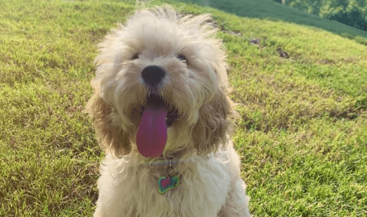 Consejos para proteger a sus mascotas durante las altas temperaturas
