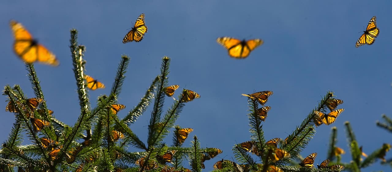 <b>Pismo Beach</b>
<br>El Monarch Butterfly Grove en Pismo Beach es una de las áreas de observación más grandes del estado, con un recuento de aproximadamente 20,000 mariposas en enero pasado.
<br>
