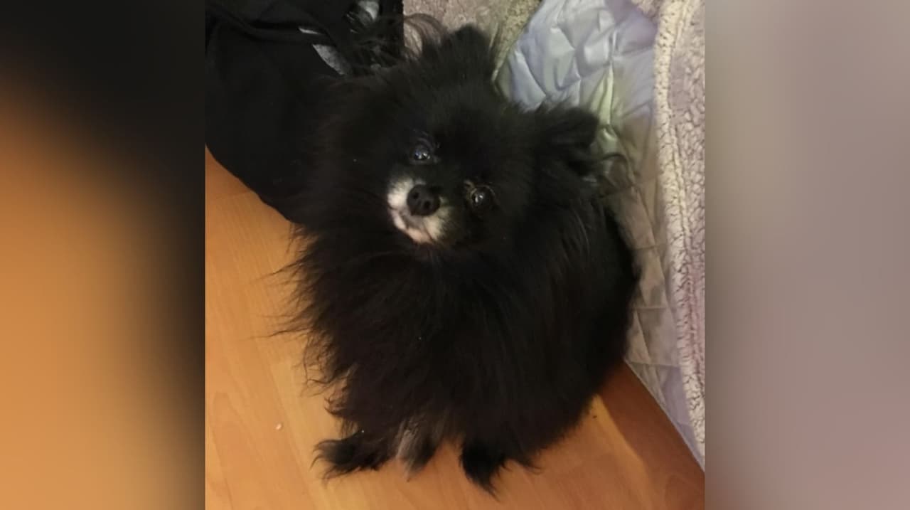 Ana Velarde envía la foto de Moofo, quien fue un miembro importante de su familia. Lamentable falleció el año pasado.