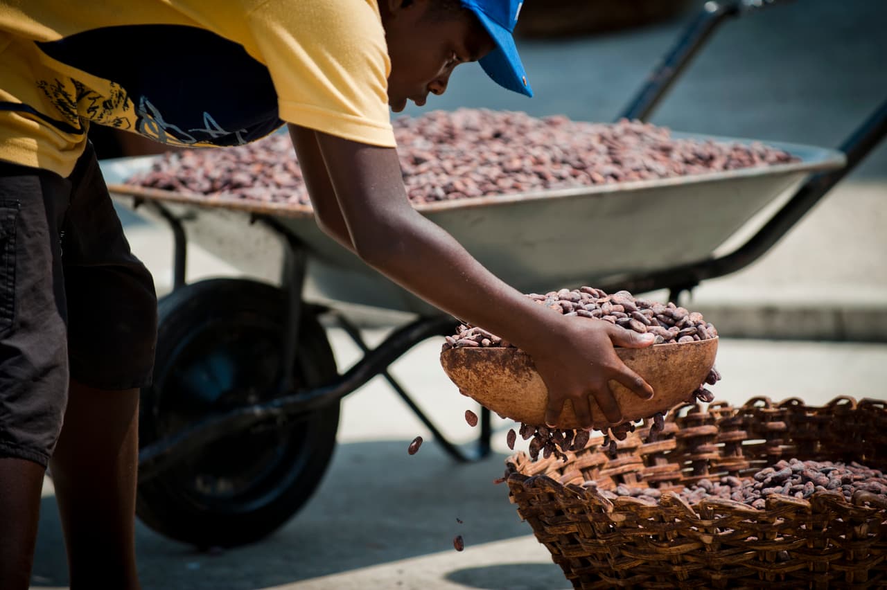 Niño recoge los granos de cacao en Chuao, a 100 km de Caracas.